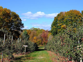 The Sunday Times: Issue #35